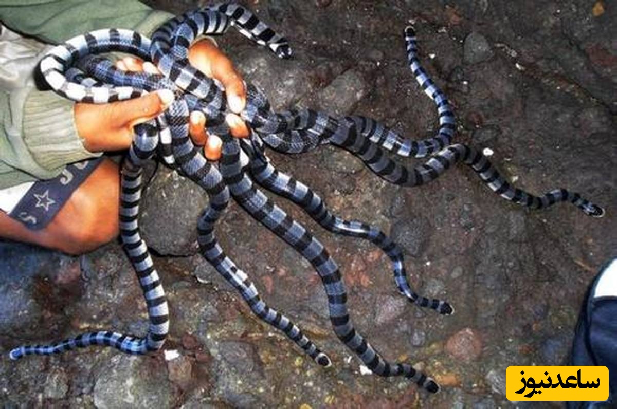 (فیلم) پیدا شدن ۱۰ مار زیر سینی کف حمام