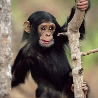 (ویدئو) کمین ماهرانه شامپانزه برای شکار گوزن