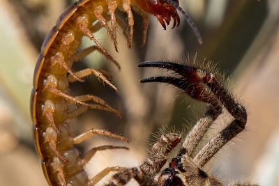 مستند حیات وحش/ رازبقا: نبرد هزارپا و عنکبوت شتری+فیلم