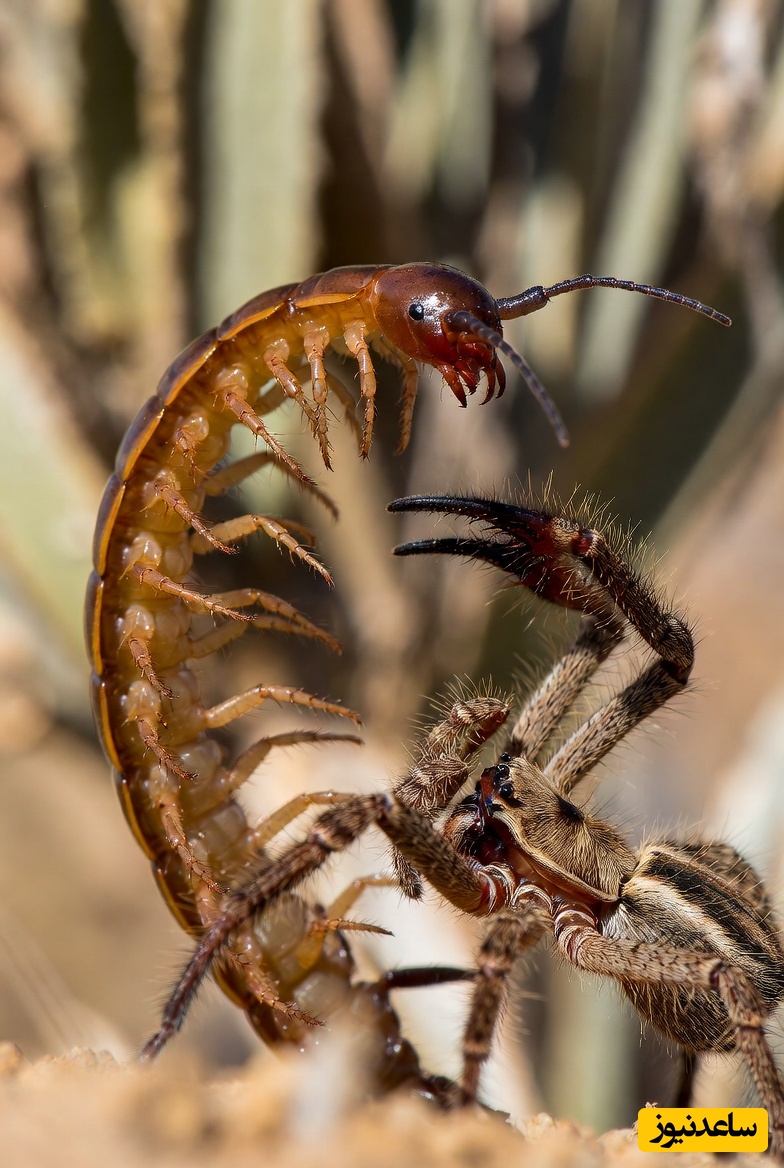 مستند حیات وحش/ رازبقا: نبرد هزارپا و عنکبوت شتری+فیلم