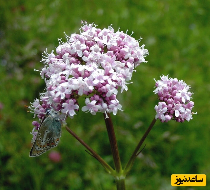 سنبل‌الطیب