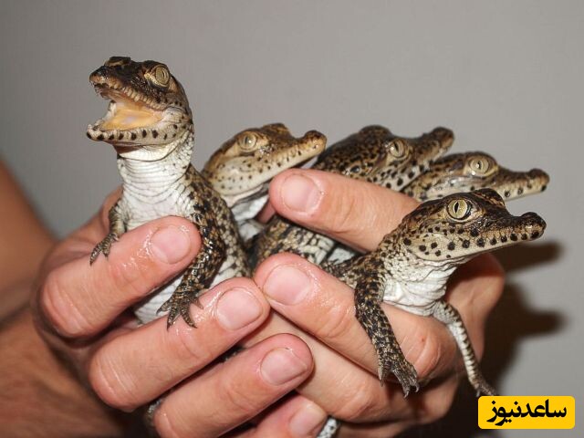 (ویدئو) مستند حیات وحش/ کروکودیل این داستان: کجا داری در میری؟