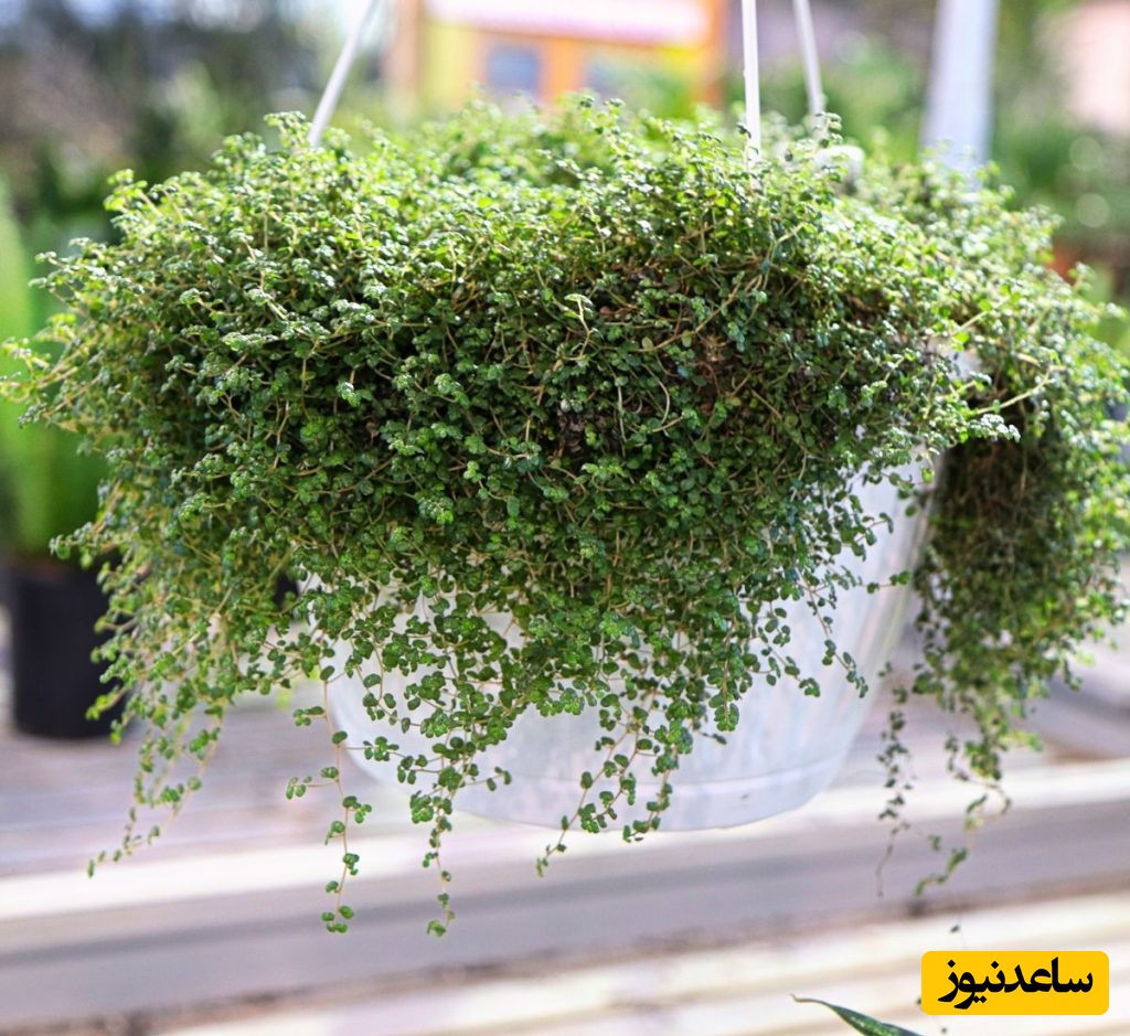 گیاهان آپارتمانی