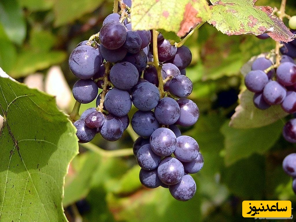 دیدن خوشه در خواب چه تعبیری دارد؟ / تعبیر خواب خوشه