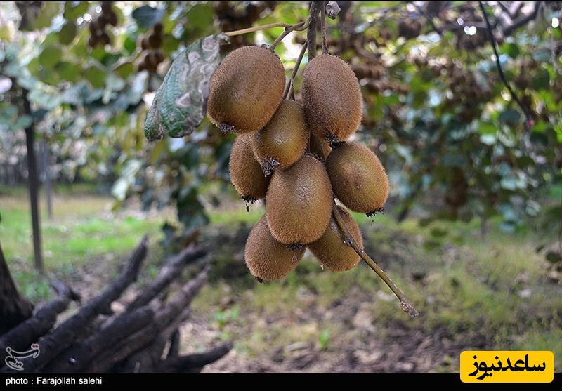 رقابت تنگاتنگ موز و کیوی با طلا در آشفته بازار دم عید!