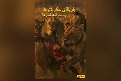 ویدئوی حیات وحش روز؛ این ماجرای راز بقا: نبرد نفسگیر الاغ‌های بخت برگشته و گله‌ی شیرها!