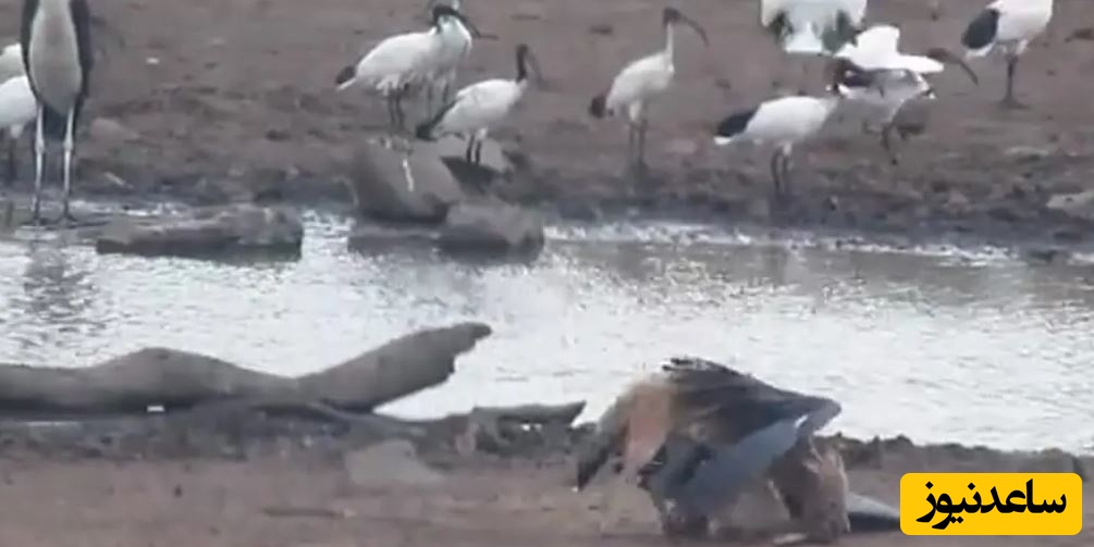 (ویدئو) حیات وحش ؛ مستند حیات وحش حیوانات/ شکار یک لک لک بزرگ آفریقایی توسط شغال