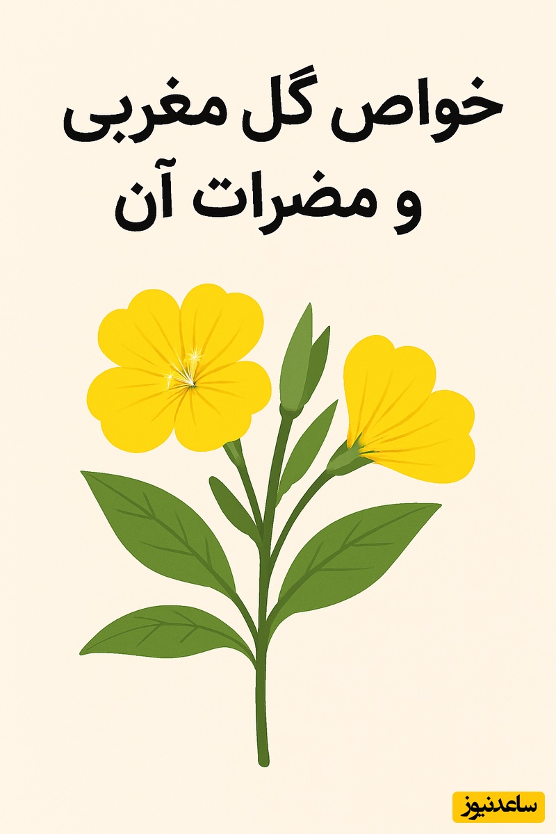 با 10 خاصیت شگفت‌انگیز و عوارض جانبی گل مغربی که باید بدانید، آشنا شوید