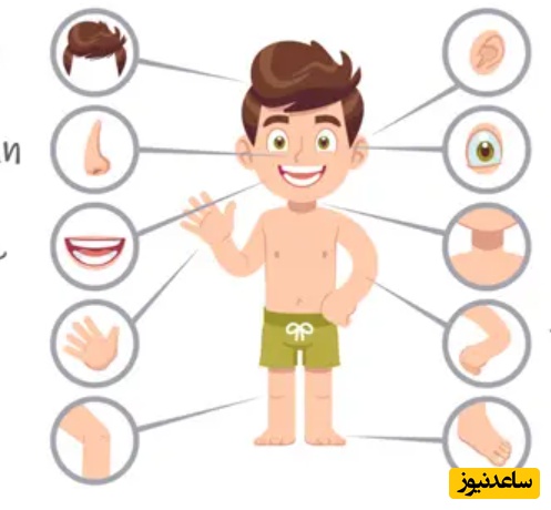 معادل اعضای بدن در زبان آلمانی چیست