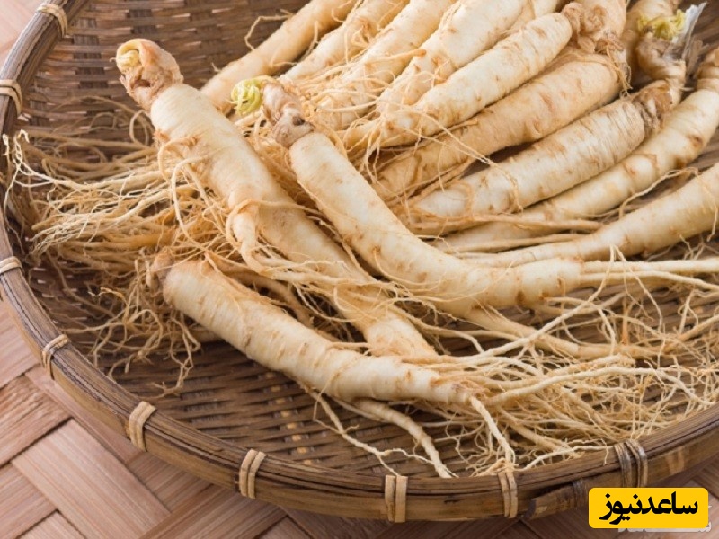فواید و مضرات گیاه جینسینگ