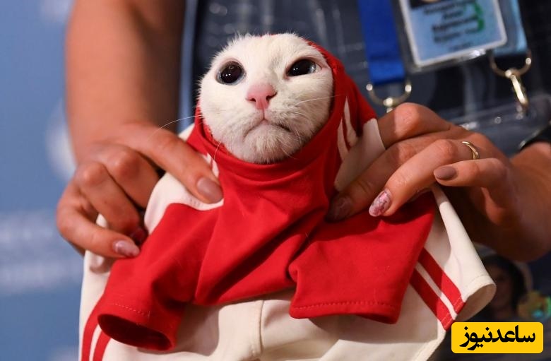 6 حیوان پیشگوی جنجالی در تاریخ جام جهانی که از مسی و رونالدو هم معروفتر شدند+فیلم