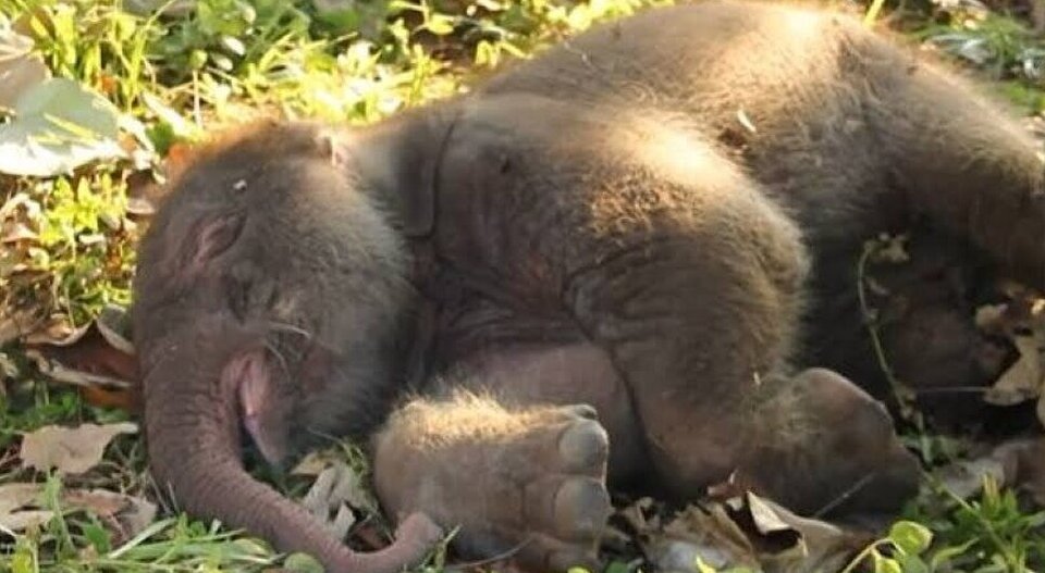 (ویدئو) فیل 41 ساله پنجمین بچه خود را به دنیا آورد