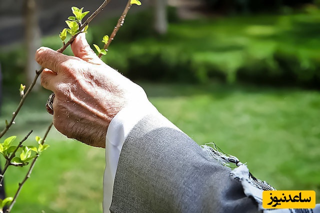 (ویدئو) فردا روز درختکاری است؛ اما جای دستانی که هر سال نهال امید می‌کاشت خالی است...
