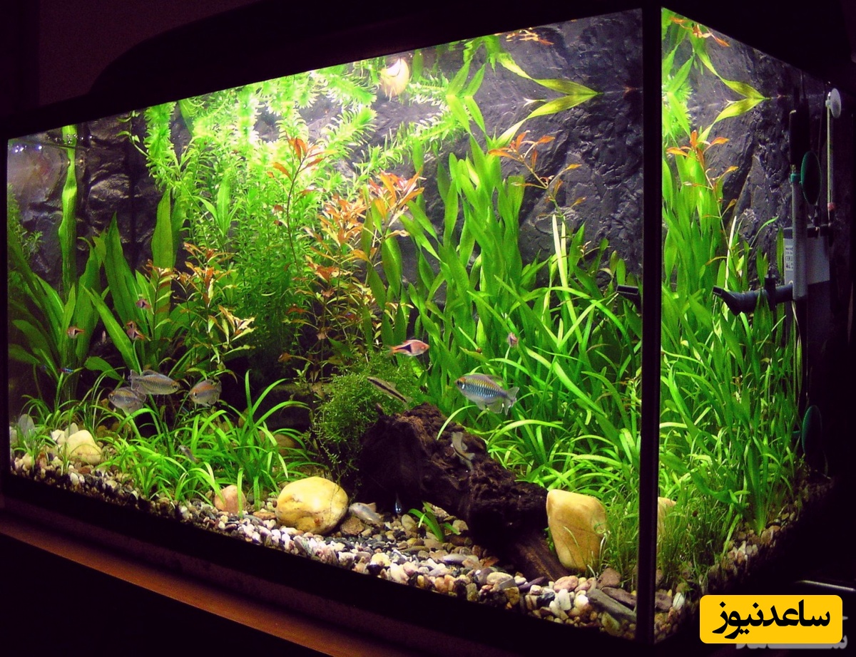 دیدن خواب آکواریوم چه تعبیری دارد؟/تعبیرخواب آکواریوم