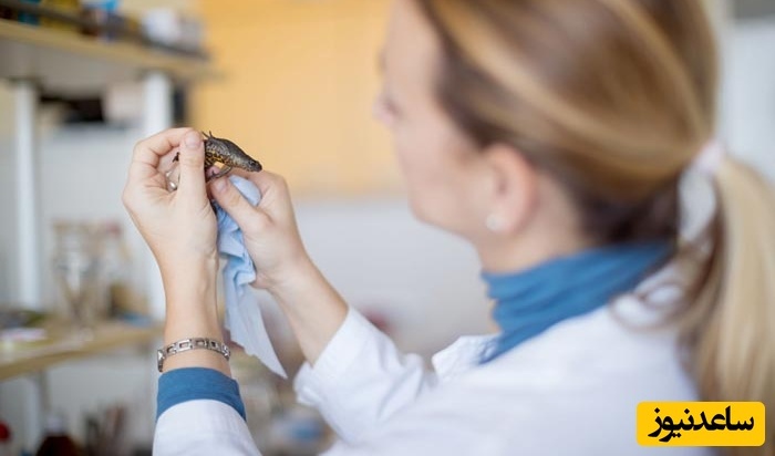 آشنایی کامل با رشته زیست‌شناسی جانوری | بازار کار، آینده شغلی و مسیر تحصیلی