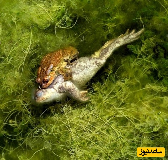 نگاهی به شاهکارهای عکاسی  کلوزآپ در سال 2025/ از دیدنش شگفت زده میشین+ تصاویر