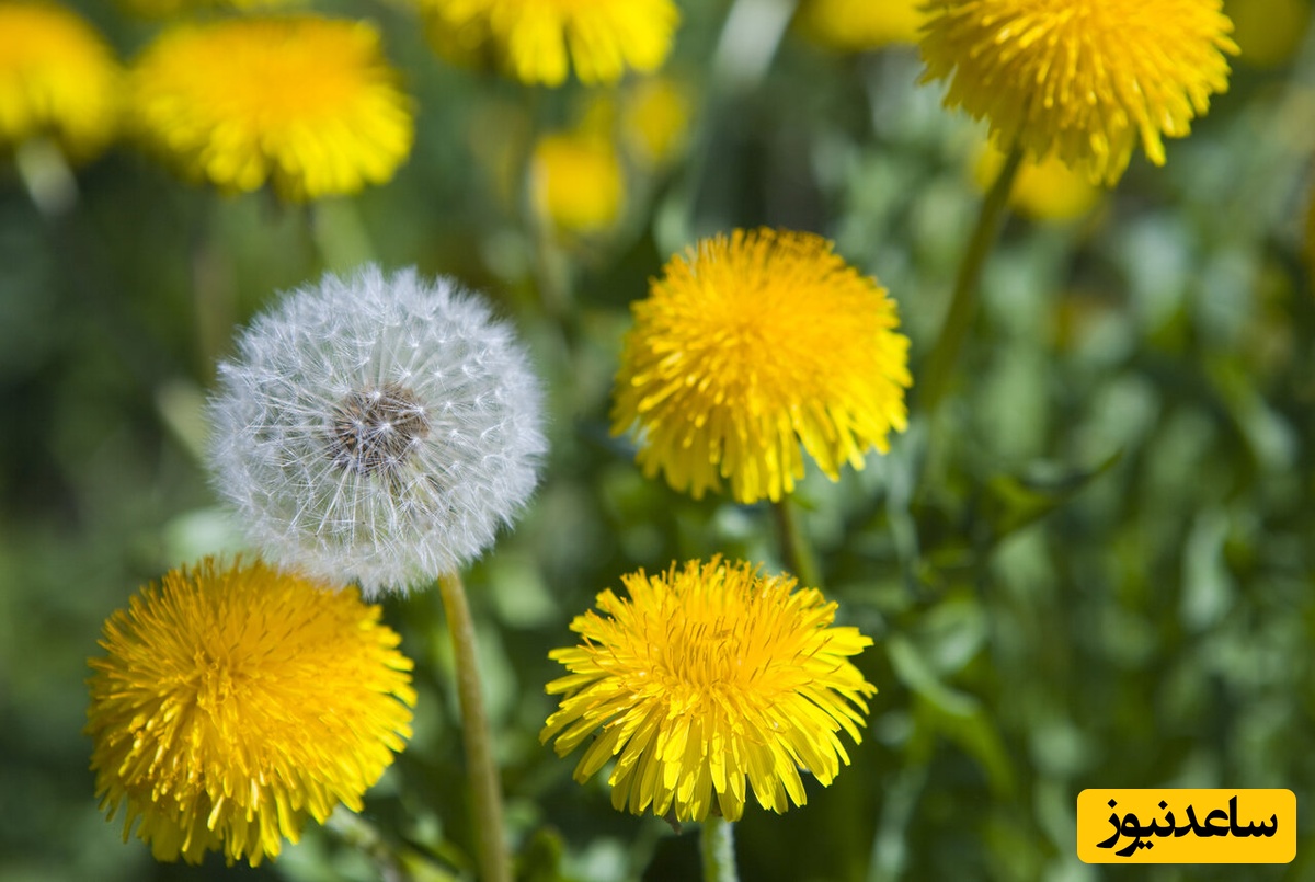 10 خاصیت درمانی گل قاصدک و موارد منع مصرف آن