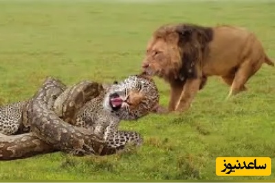 (ویدئو) مستندحیات وحش حیوانات/ ماجرای امروز:وحشت محض، مار پیتون شیر و پلنگ را خفه کرد و بلعید!