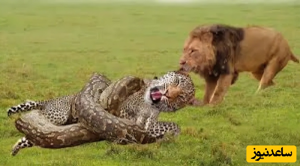 (ویدئو) مستندحیات وحش حیوانات/ ماجرای امروز:وحشت محض، مار پیتون شیر و پلنگ را خفه کرد و بلعید!