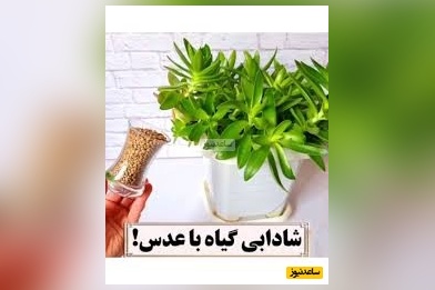 چطور با عدس، گیاهان را احیا کنیم که همیشه مقاوم و سرحال باشند؟/ با ما همیشه گل های سرحال و سرسبز داشته باشید(ویدیو)