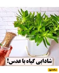 چطور با عدس، گیاهان را احیا کنیم که همیشه مقاوم و سرحال باشند؟/ با ما همیشه گل های سرحال و سرسبز داشته باشید(ویدیو)