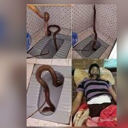 حمله خونین مار پیتون 3 متری به مرد تایلندی در دستشویی +فیلم
