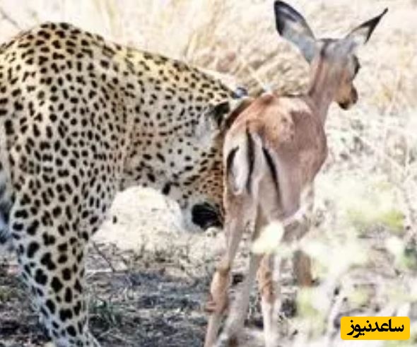 (ویدئو) حیات وحش ؛ مستند حیات وحش حیوانات /  مراقبت حیرت انگیز پلنگ از بره گمشده ایمپالا!