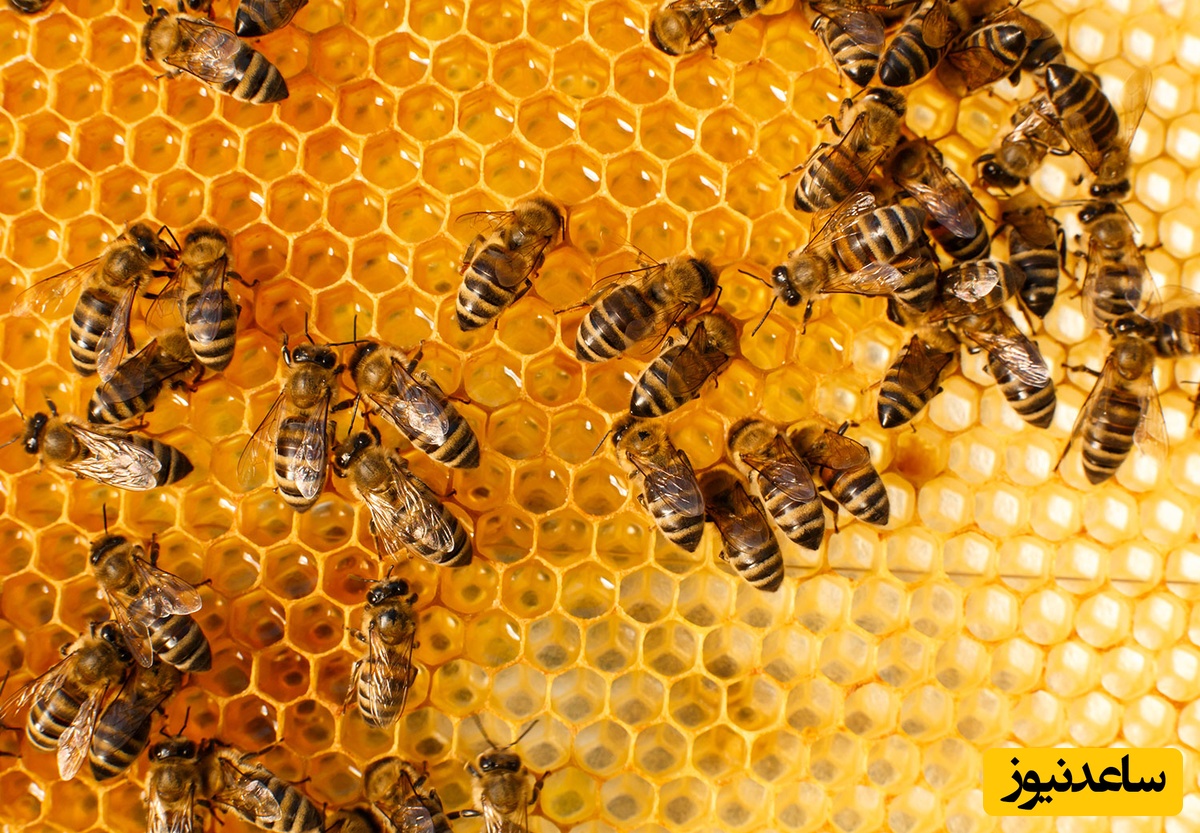 کشف بیش از 6 هزار زنبور در دیوارهای یک خانه‌ مسکونی خبرساز شد!