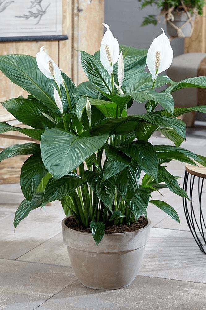 اسپاتی فیلوم