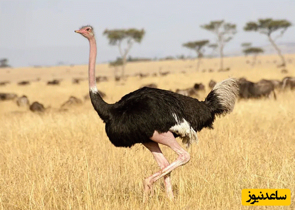 ببینید| صحنه شگفت‌انگیز در حیات وحش؛ شترمرغ از یوزپلنگ پیشی گرفت