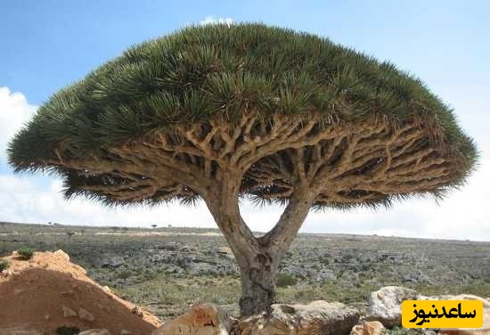 درخت