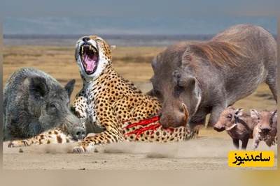 ویژه علاقه مندان به مستند حیات وحش حیوانات/ راز بقا، این داستان:نبرد نفس‌گیر گراز وحشی و پلنگ گرسنه