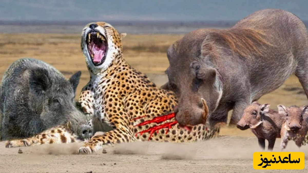 ویژه علاقه مندان به مستند حیات وحش حیوانات/ راز بقا، این داستان:نبرد نفس‌گیر گراز وحشی و پلنگ گرسنه