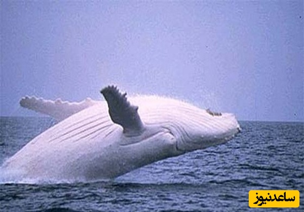 ببینید| چهار نهنگ هشدار زلزله 8.7 ریشتری را دادند ولی کسی اهمیت نداد