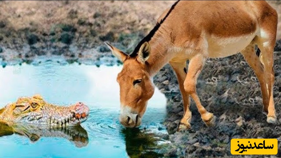 (ویدئو) مستند حیات وحش حیوانات/ راز بقا، این داستان: نبرد نفس‌گیر تمساح وحشی و اُلاغ