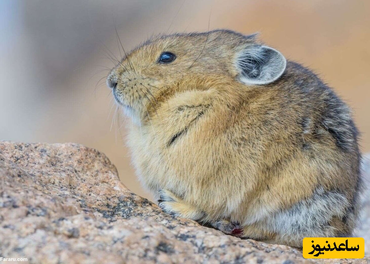 آشنایی با پایکا؛ یک خرگوش وحشی که صدایی شبیه سوت دارد!