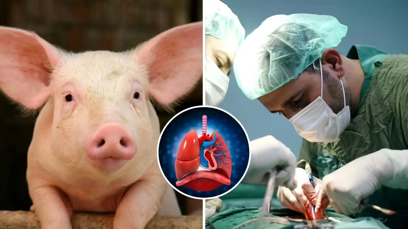 پزشکان چینی تاریخ‌سازی کردند، نفس کشیدن با ریه‌ی خوک‌ها امکان‌پذیر شد!