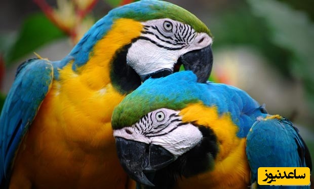 دیدن طوطی در خواب چه تعبیری دارد؟ / تعبیر خواب طوطی