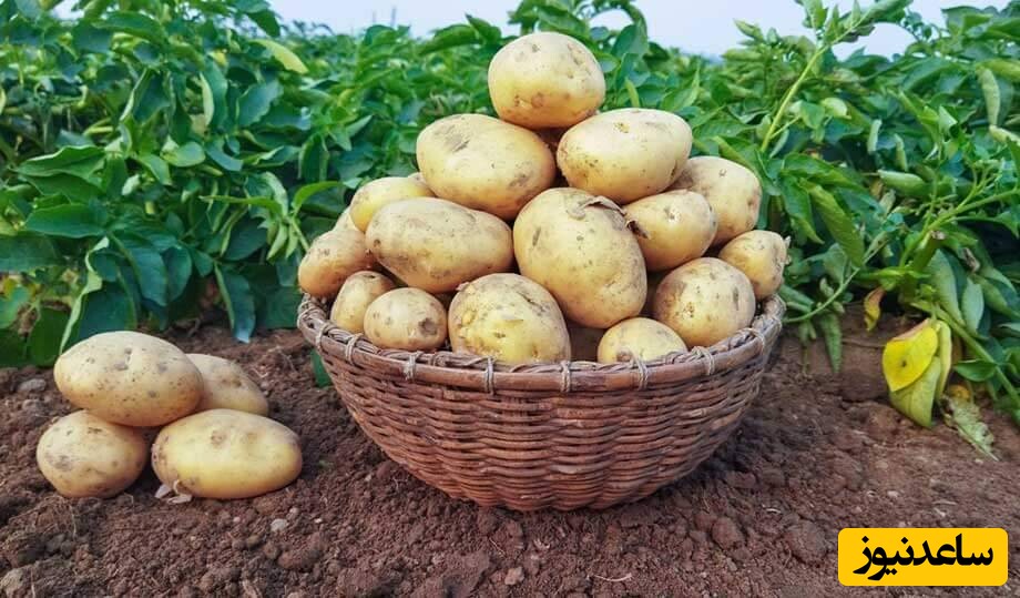 پشت پرده پرواز قیمت سیب زمینی فاش شد