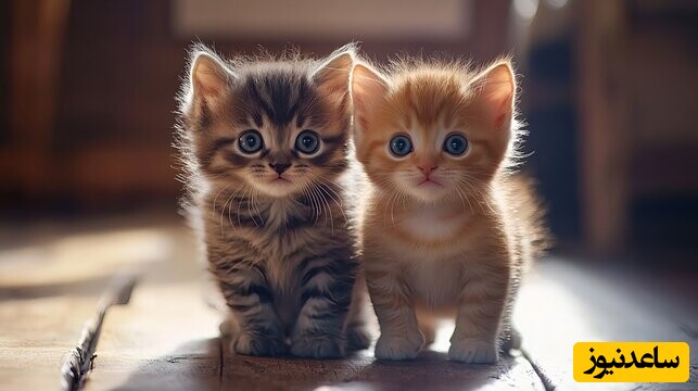 سیر تا پیاز تعبیر خواب بچه گربه رو اینجا بخون / نظر معبران غربی چیه؟