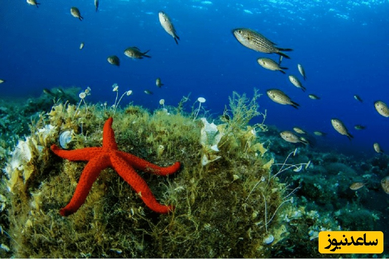 دانلود رایگان دفترچه سوالات و پاسخنامه آزمون دکتری رشته تکثیر و پرورش آبزیان از سال 93 تا 96