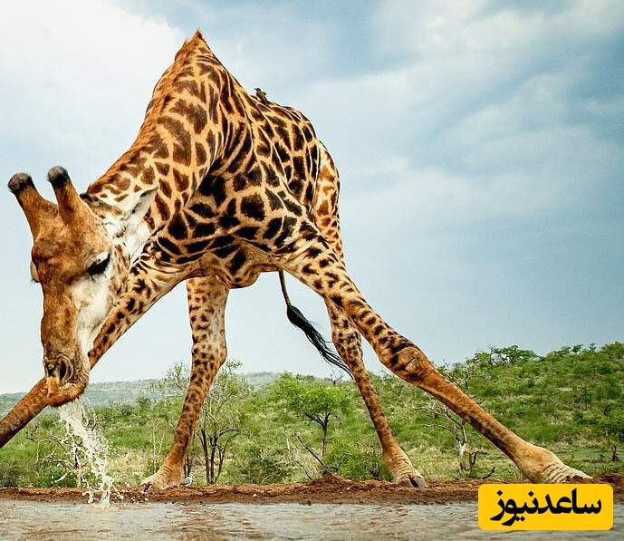 تصمیم سخت زرافه مادر؛ بقا بر غریزه مادری غلبه کرد