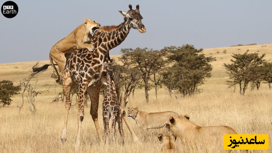مستند حیات وحش| حمله قدرتمندانه شیرها برای شکار زرافه و له شدن شیر