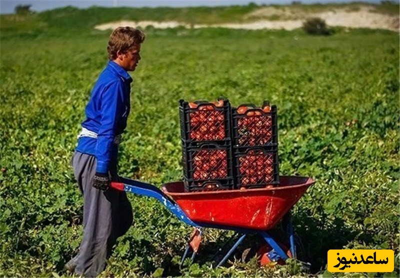 خلاقیت خنده‌دار "کشاورز تبریزی" در آبیاری ابتکاری در زمان بی آبی حماسه آفرید/ هنر نزد ایرانیان است و بس!