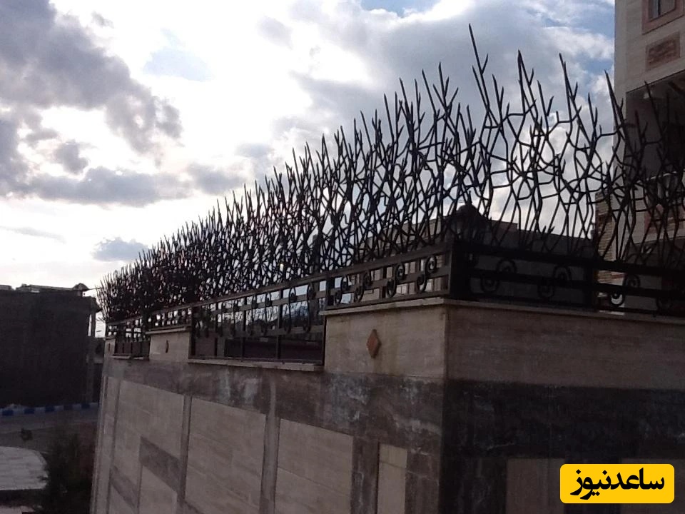 حفاظ شاخ گوزنی 