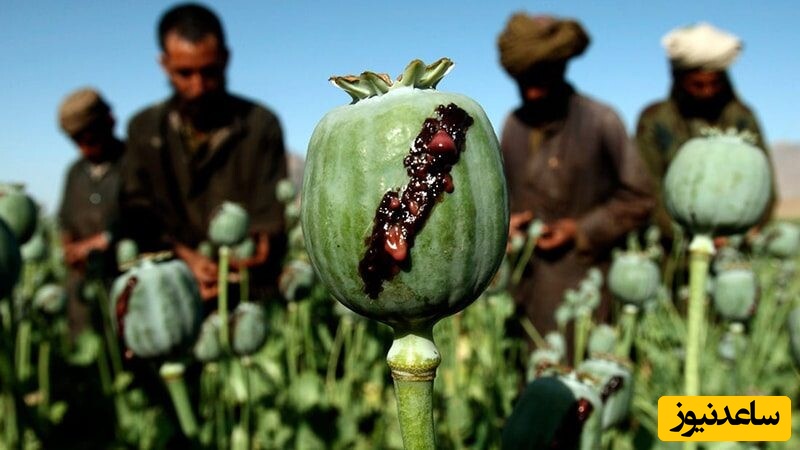 دیدن تریاک در خواب چه تعبیری دارد؟ / تعبیر خواب تریاک