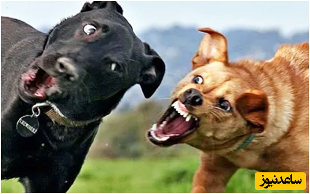 (فیلم) میانجی گری گاو نر، درگیری بین دو سگ را حل کرد