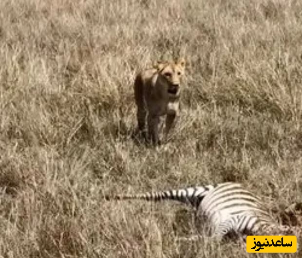 ببینید| «یوزپلنگ» ترسو شکارش را به «ماده شیر» واگذار کرد!
