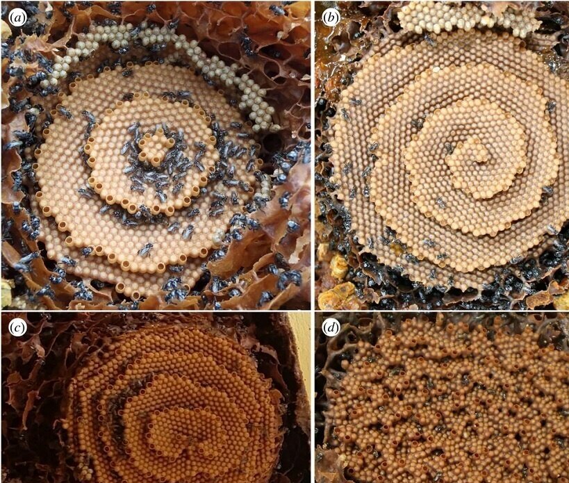 انواع الگو‌های پیچیده در کندو‌های زنبور‌های بدون نیش استوایی