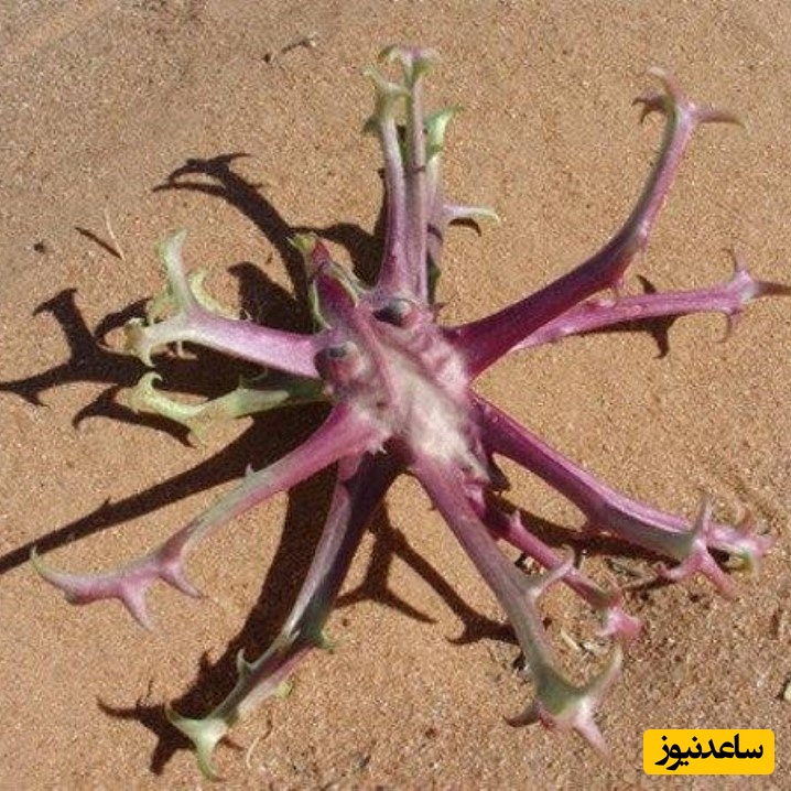 خواص شگفت‌انگیز عصاره پنجه شیطان برای بدن